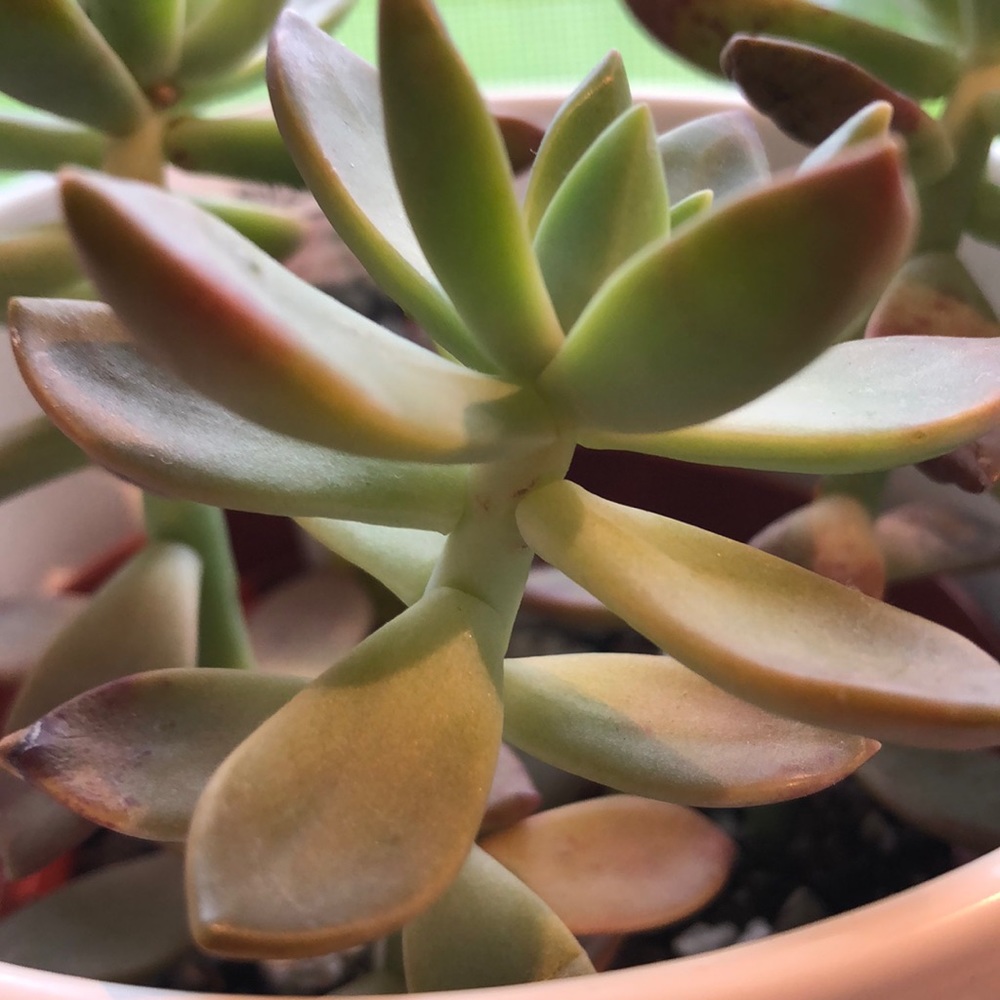 Meet your Posher, Tricia